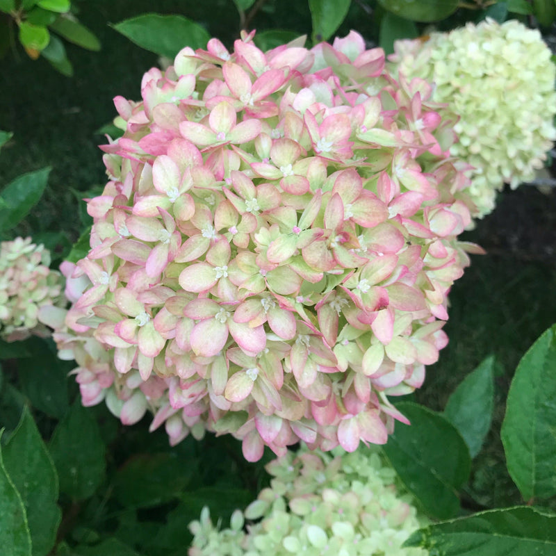 Hydrangea paniculata 'Little Lime' 3L / 5L -