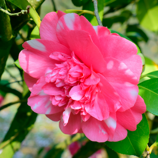 Camellia japonica Debbie 9cm / 2L -