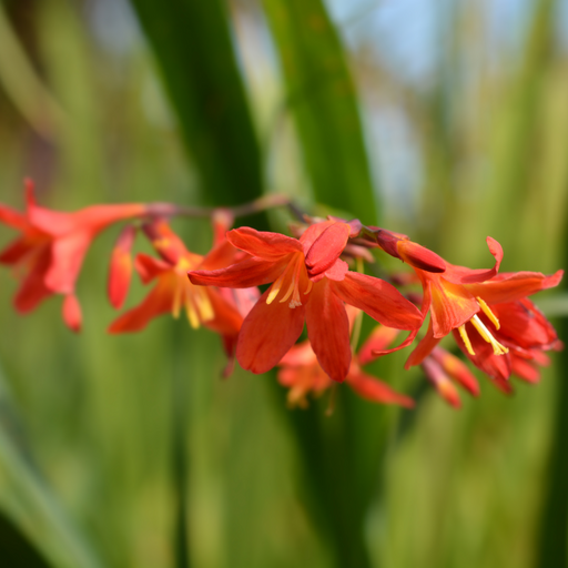 Crocosmia 'Carmine Brilliant' 9cm/2L -