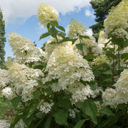 Hydrangea paniculata Phantom 1L (30-40cm inc. pot) -