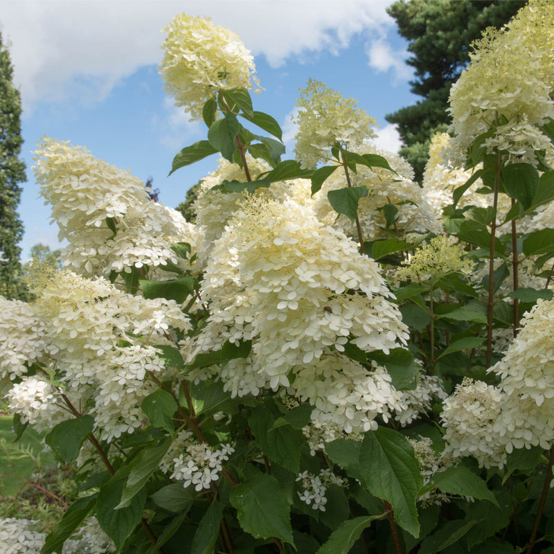 Hydrangea paniculata Phantom 1L (30-40cm inc. pot) -