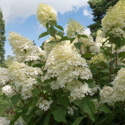 Hydrangea paniculata Phantom 1L (30-40cm inc. pot) -