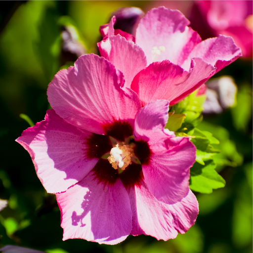 Hibiscus syriacus 'Woodbridge' 1.5L -