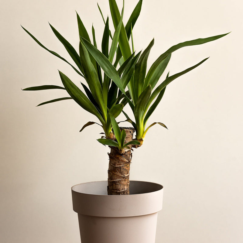Yucca elephantipe 40-45cm -