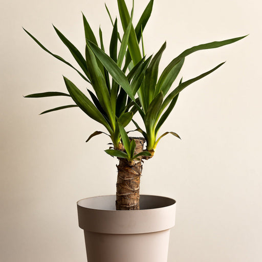 Yucca elephantipe 40-45cm -