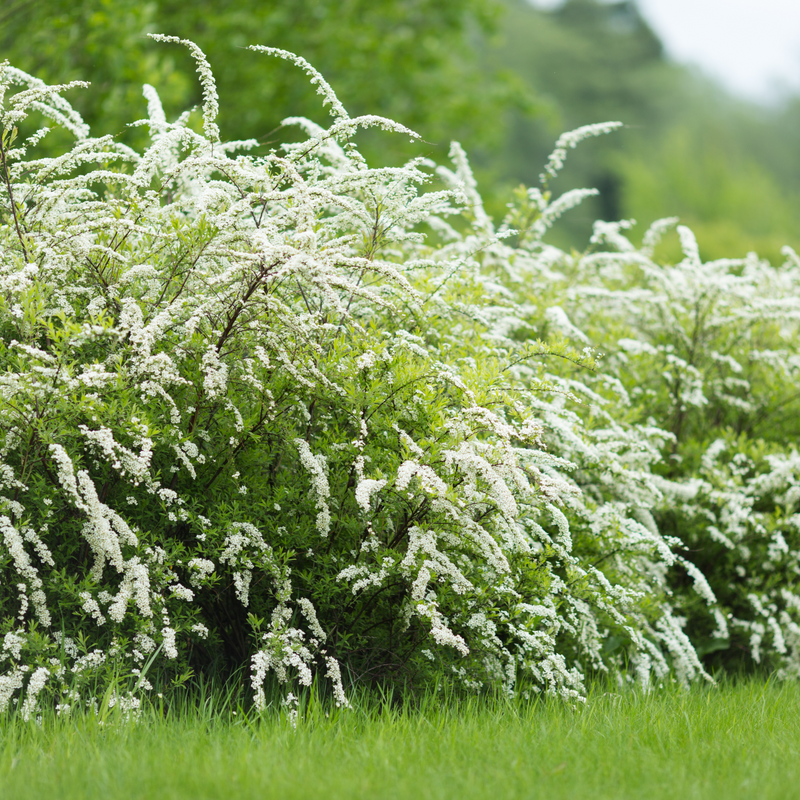 Spiraea x cinerea 'Grefsheim' 5L -