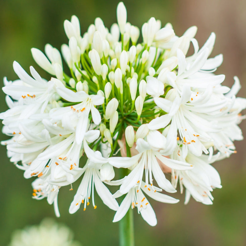Agapanthus 'Africanus' - African Lily (White) 1.5L -