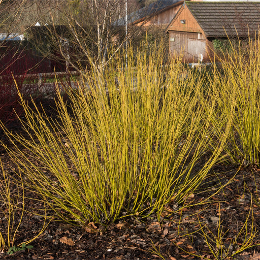 Cornus stolonifera flaviramea - Yellow Dogwood 1L / 2L -