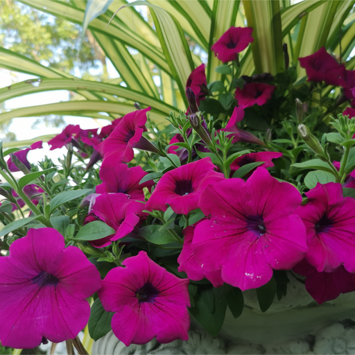 Petunia 'Trailing Surfinia Purple' -