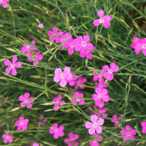 Dianthus deltoies 'Brilliant' 9cm -