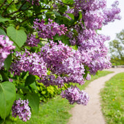 Syringa vulgaris 'Paul Deschanel' (Lilac) -