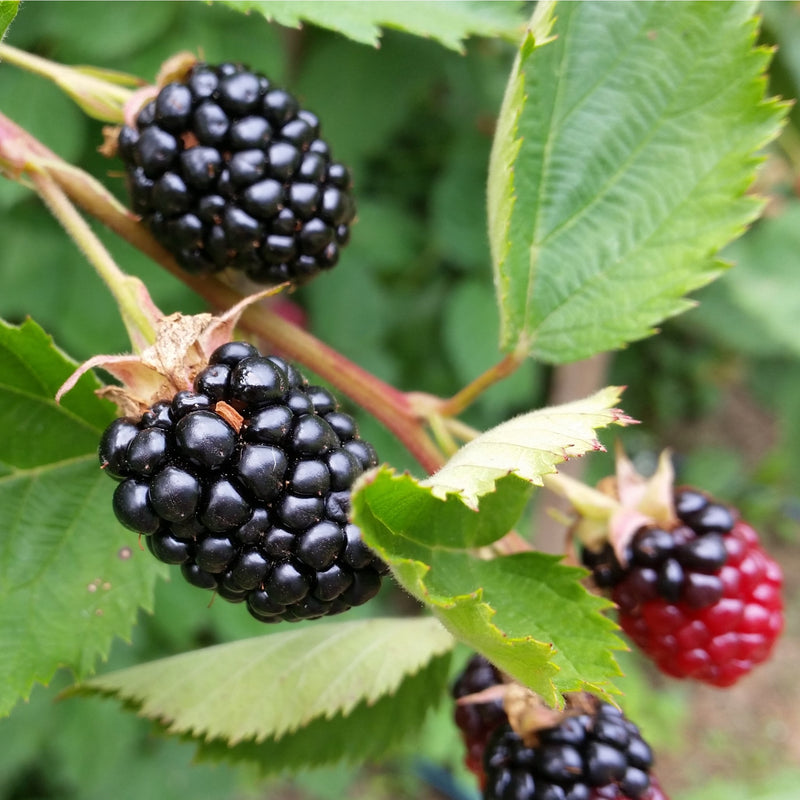 Blackberry 'Thornless Evergreen' 2L -