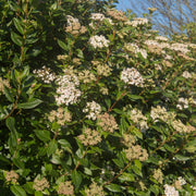 Viburnum tinus Patio Tree -