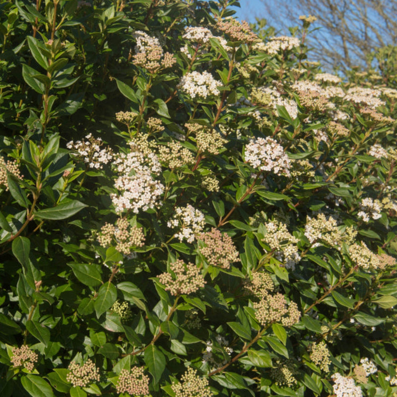 Viburnum tinus Patio Tree -