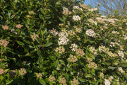 Half Standard Viburnum tinus 'Eve Price' -