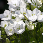 Campanula (Bell Flower) Pristar White 1.5L -