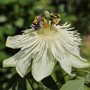 Passionflower Climber | Constance Elliot | 60cm -