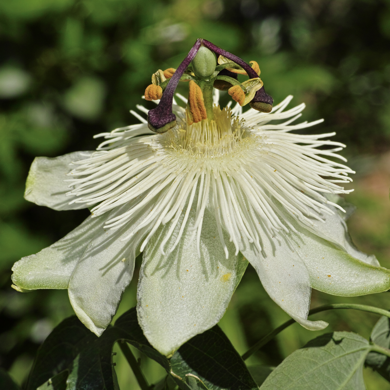 Passionflower Climber | Constance Elliot | 60cm -