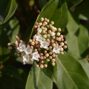 Viburnum tinus Patio Tree -