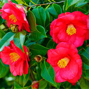 Camellia japonica 'Adolphe Audusson' 3L (70cm Tall) -