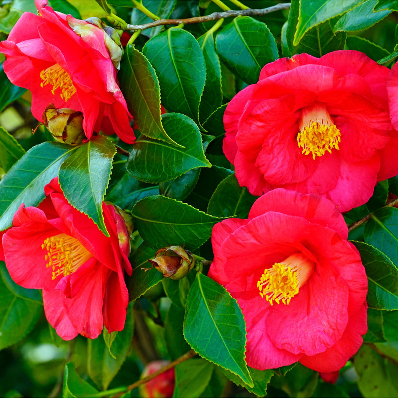Camellia japonica 'Adolphe Audusson' 3L (70cm Tall) -