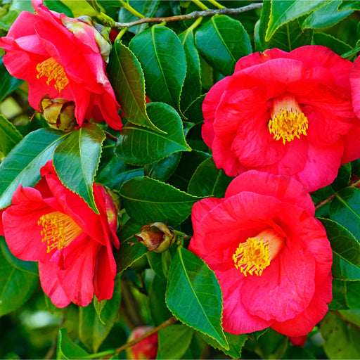 Camellia japonica 'Adolphe Audusson' 3L (70cm Tall) -