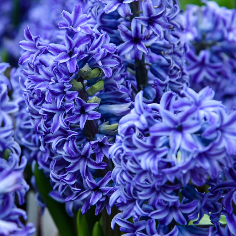 Hyacinth Mixed (3 Bulbs) -