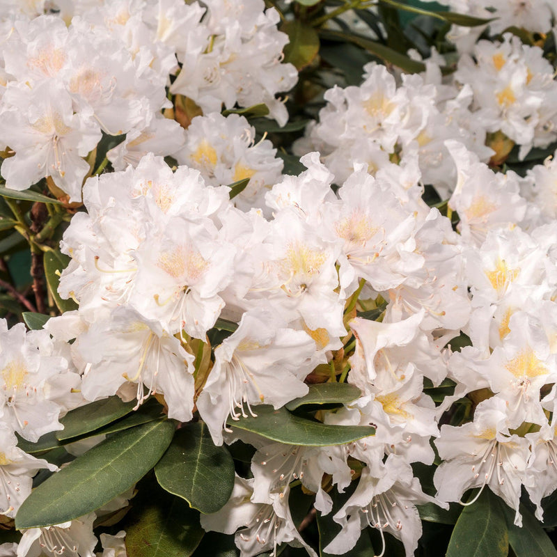 Rhododendron impeditum 'Album' 1L -