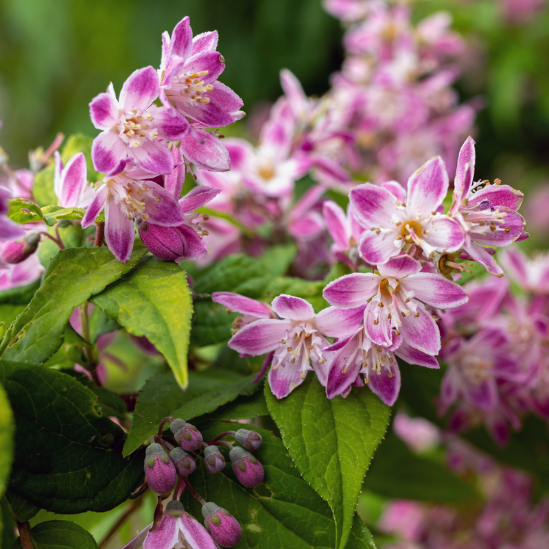 Deutzia 'Raspberry Sundae' 3L -