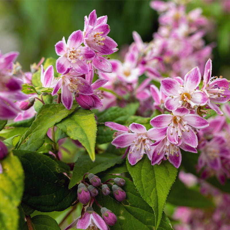 Deutzia x hybrid 'Strawberry Fields' 3L -