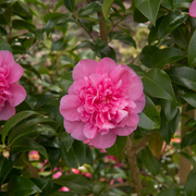 Camellia japonica Debbie 9cm / 2L -