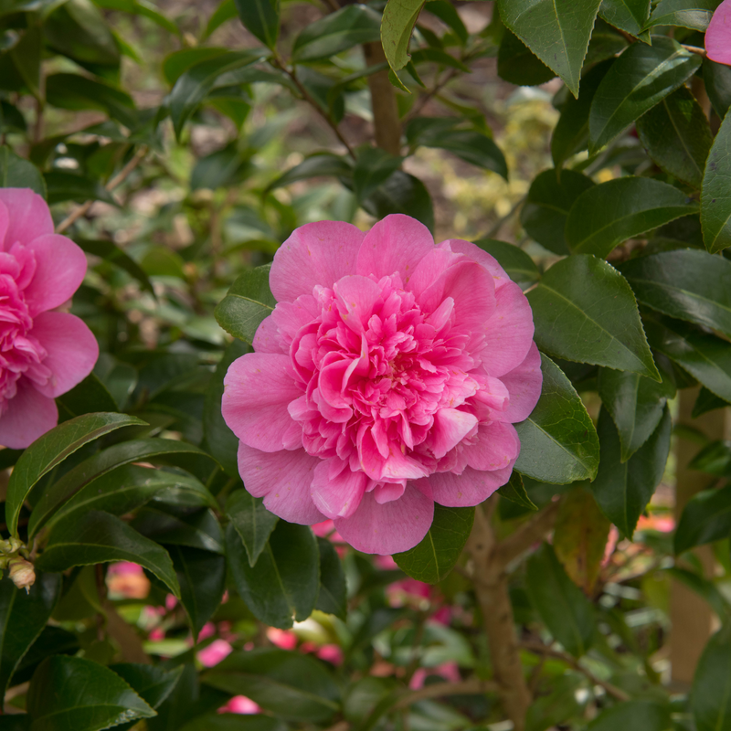 Camellia japonica Debbie 9cm / 2L -