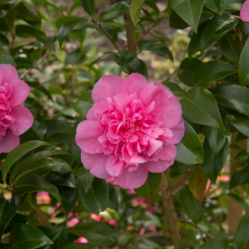 Camellia japonica Debbie 9cm / 2L -