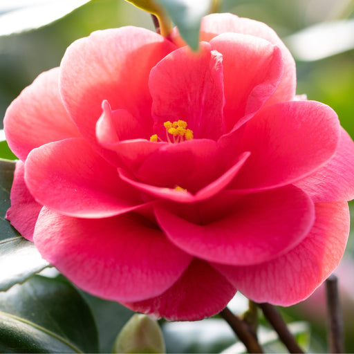 Camellia x Wiliamsi (Hybrid Camellia) 50-60cm -
