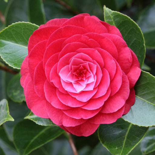 Camellia 'Roger Hall' 1L / 5L (100cm) -