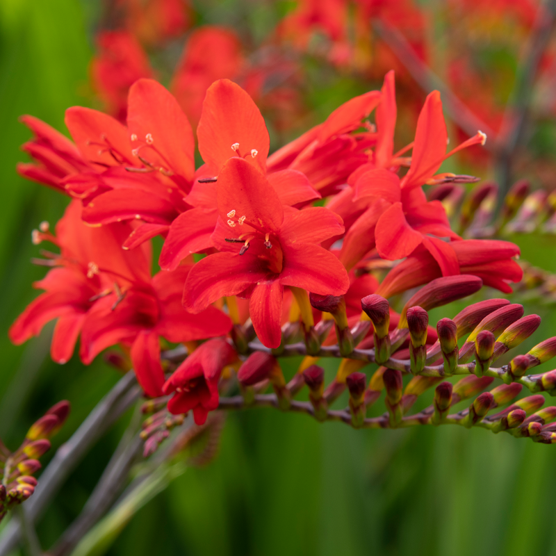 Crocosmia x crocosmiiflora 'Lucifer' 9cm/2L -