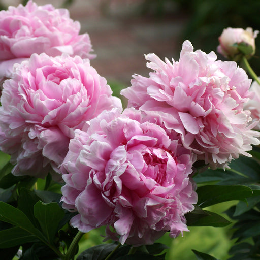 Peony 'Sarah Bernhardt' 1L -