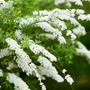 Spiraea x cinerea 'Grefsheim' 5L -
