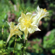 Aquilegia 'Yellow Star' 1L -