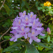 Rhododendron 'Moerheim' 1L -