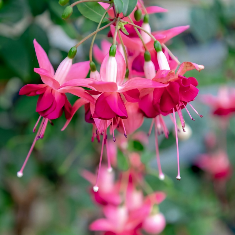 Fuchsia Paula Jane - Upright (9cm Pot) -