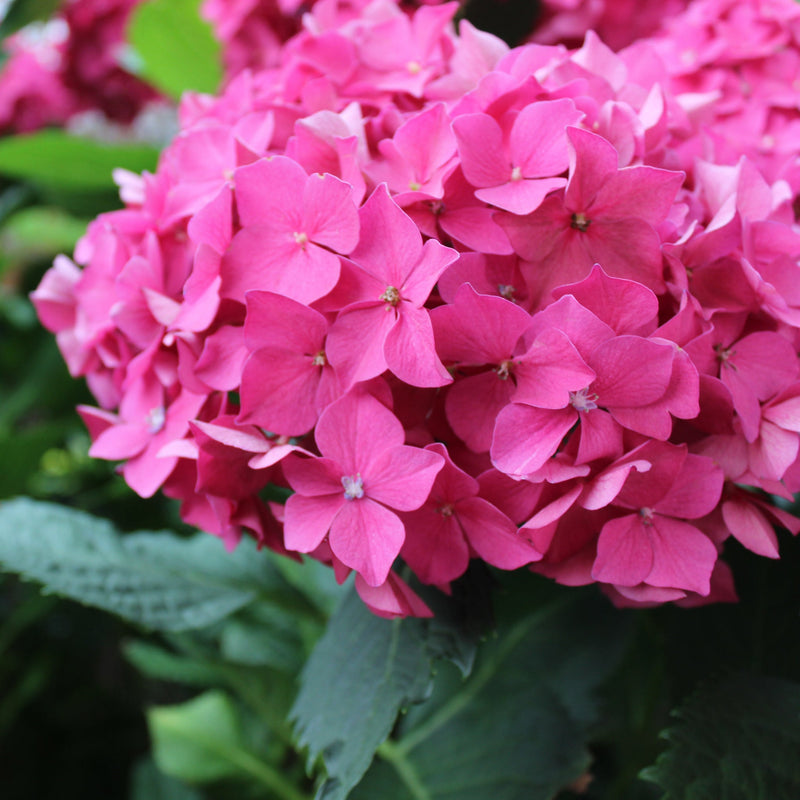 Dwarf Hydrangea | Hydrangea macrophylla 'Little Pink' 2L -