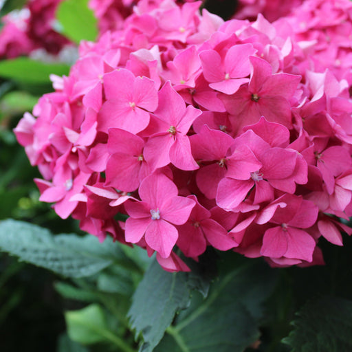 Dwarf Hydrangea | Hydrangea macrophylla 'Little Pink' 2L -