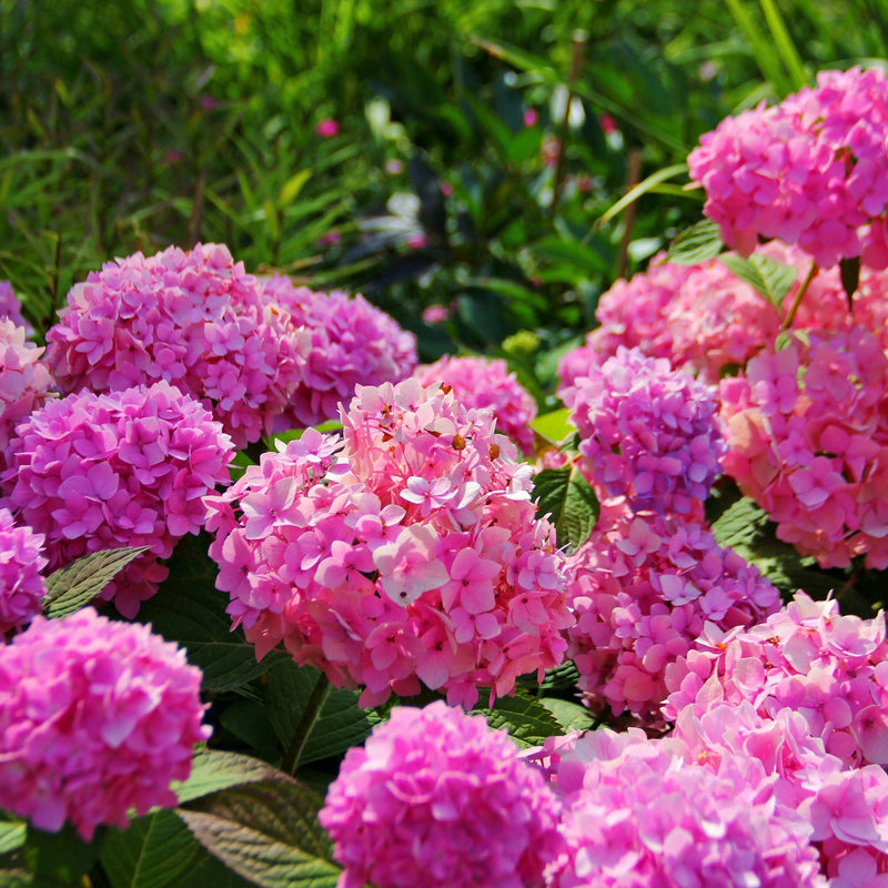 Hydrangea macrophylla 'Pink Ball' (Multiple Sizes Available) -