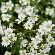Cerastium tomentosum Silberteppich 1L -