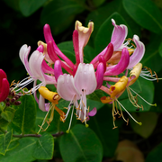 Honeysuckle periclymenum 'Serotina' 60cm -
