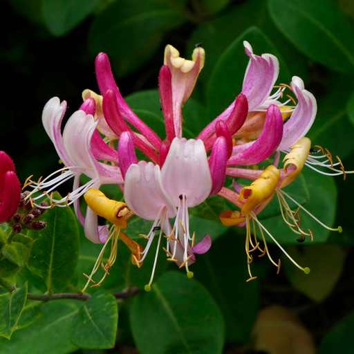 Honeysuckle periclymenum 'Serotina' 60cm -