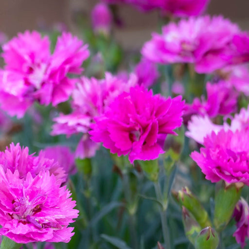 Dianthus plumarius Dixie Pink 1.5L -