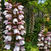 Acanthus mollis 2L -