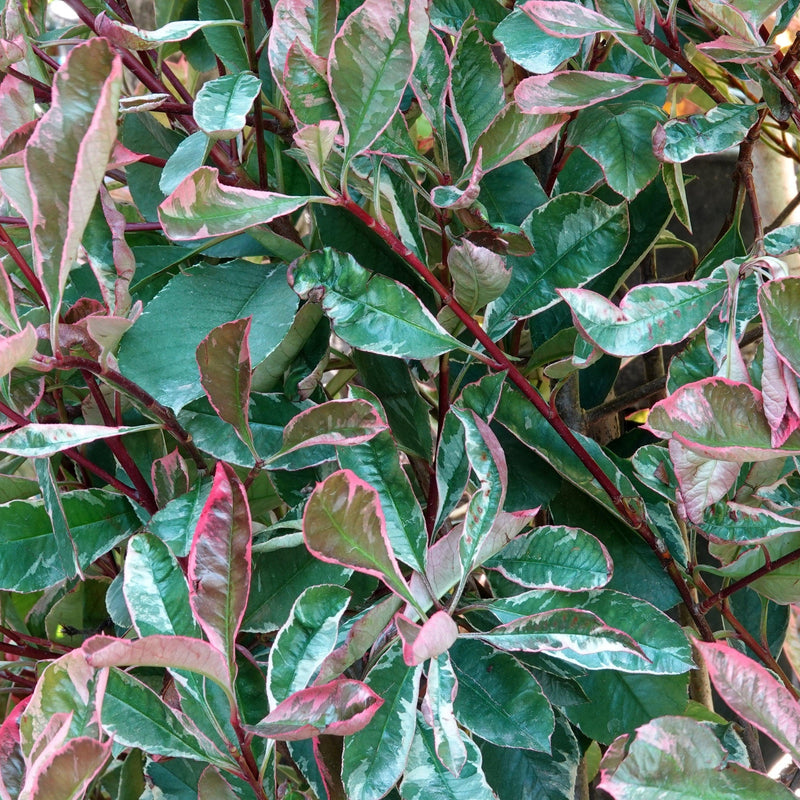 Photinia fraseri 'Pink Marble' 2L -
